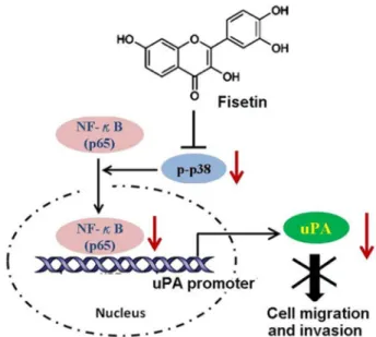 Figure  6.    Effects  of  fisetin  on  uPA  transcription  and localization  and  DNA  binding  activity  of  NF-κB  in  SiHa cells