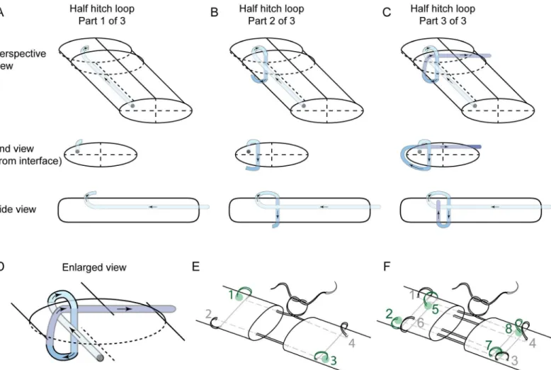 Fig 1. Suture configuration. (A-C) The three suture passes required to make a single half hitch loop are shown sequentially as an end view from the transection interface, a side view, and a perspective view