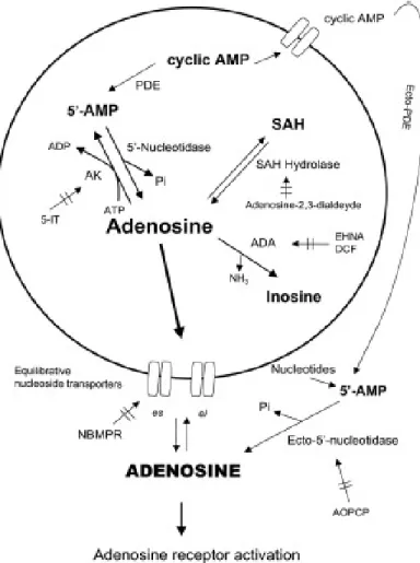 Fig. 1.3. Metabolismo e transporte da adenosina, com indicação dos locais de acção  de  vários  inibidores  de  enzimas