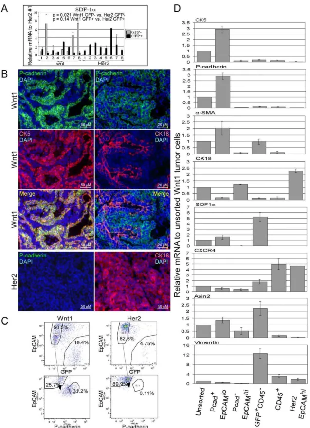 Figure 2. Expression of SDF1 in various cell types from Wnt1 tumors. Dissociated Wnt1 or Her2 tumor cells were injected into the mammary fat pads of EGFPtg/Rag2 2/2 mice, and isolated GFP 2 (tumor cells; light bars) and GFP + (stromal cells; black bars) ce