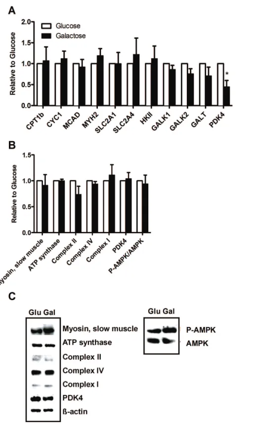 Figure 4. Effect of chronic galactose treatment on gene and protein expressions. Myotubes were grown in DMEM-media with 5.5 mM glucose or 5.5 mM galactose