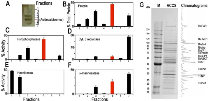 Table 1. Purification of acidocalcisomes on iodixanol step gradients.