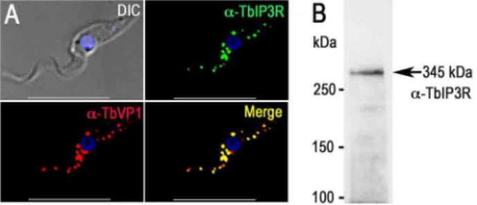 Fig. 2. Immunofluorescence microscopy analysis of TbIP 3 R. (A) TbIP 3 R co-localized with TbVP1 in acidocalcisomes of PCF  trypano-somes (Pearson’s correlation coefficient of 0.8399)
