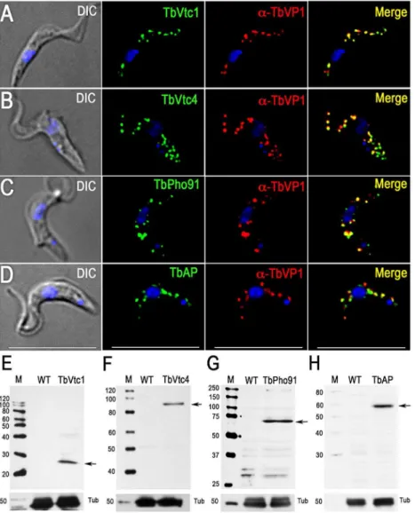 Fig. 3. Immunofluorescence microscopy and western blot analysis of proteins involved in phosphorus metabolism