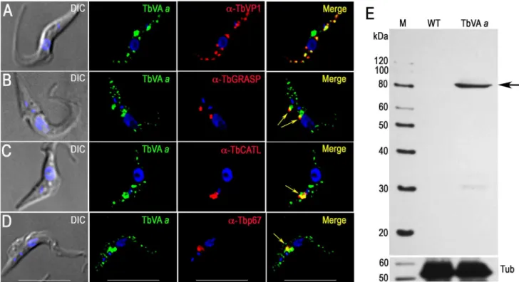 Fig. 4. Immunofluorescence microscopy and western blot analysis of V-H + -ATPase subunit a in PCF trypanosomes