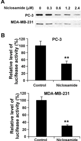Figure 2. Effects of niclosamide on Wnt/b-catenin signaling in cancer cells. (A) Prostate cancer PC-3 and breast cancer MDA-MB-231 cells in 6-well plates were treated with niclosamide at the indicated concentrations for 24 h