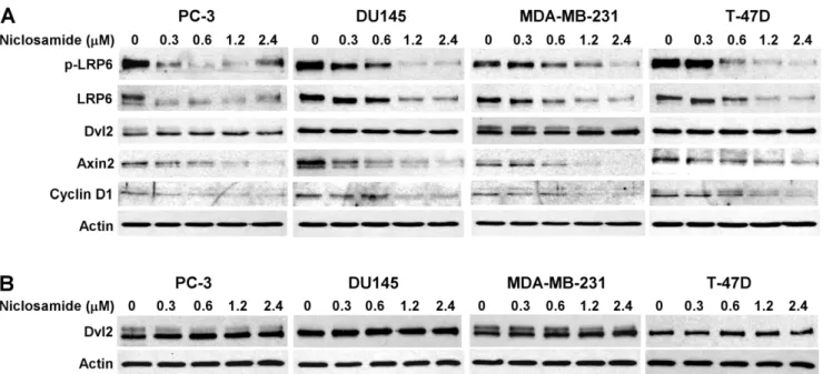Figure 3. Effects of niclosamide on expression of LRP6, phosph-LRP6 (p-LRP6), Dvl2, Axin2 and Cyclin D1 in cancer cells