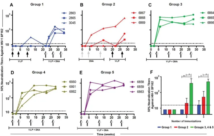 Figure 3. Neutralizing antibody responses in rabbits immunized with Env-E2 particles and DNA following different immunization regimes