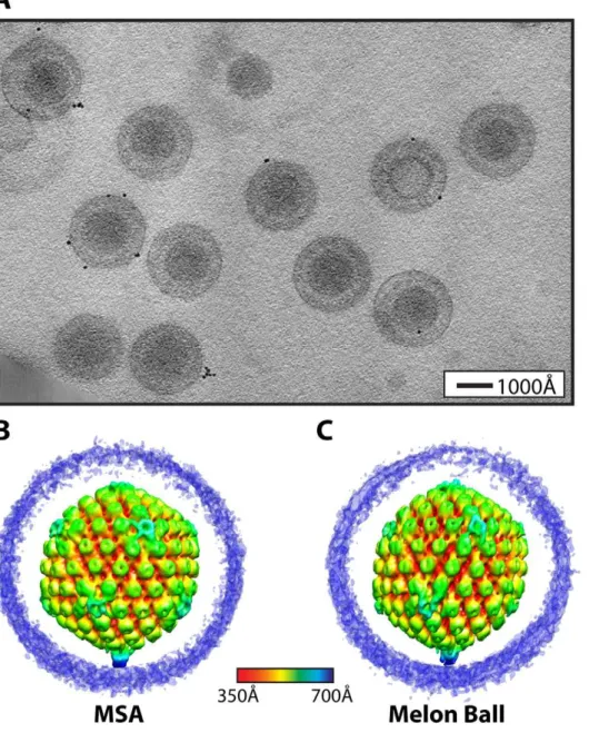 Figure 1. Visualization of a distinctive tegument structure associated with the portal vertex in HSV-1 virions