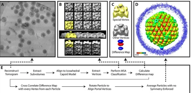 Figure 6. Workflow for melon ball alignment. (A) Projected slices from a representative tomogram of HSV-1 virions