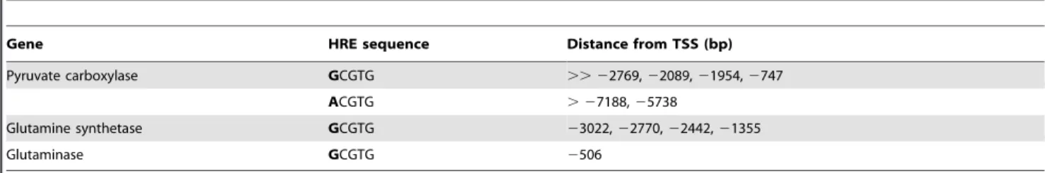 Table 1. Putative Hypoxia Response Element binding sites of metabolic regulatory enzymes.