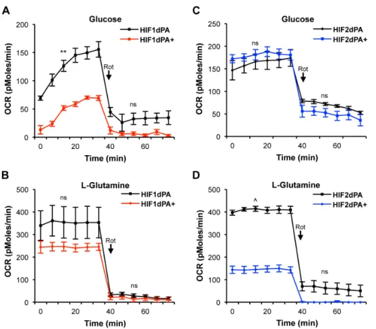Figure 4. Differences in carbon source consumption and regulation of metabolic enzymes by differential HIF expression