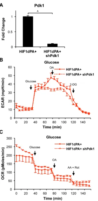 Figure 5. HIF1 regulation of glucose utilization dependent on Pdk1 expression. (A) qRT-PCR for the targeted transcript confirmed knockdown of Pdk1 in HIF1dPA+ cells was ,90% by shRNA