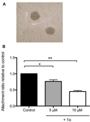 Figure 5. (A) Representative micrograph of JAR spheroids attached to endometrial epithelial cell line Ishikawa  monolay-er