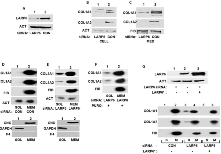 Figure 2. Knock down of LARP6 decreases expression of type I collagen. A. Knock down of LARP6