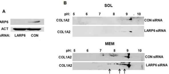 Figure 4. Disruption of nonmuscle myosin filaments decreases type I collagen production