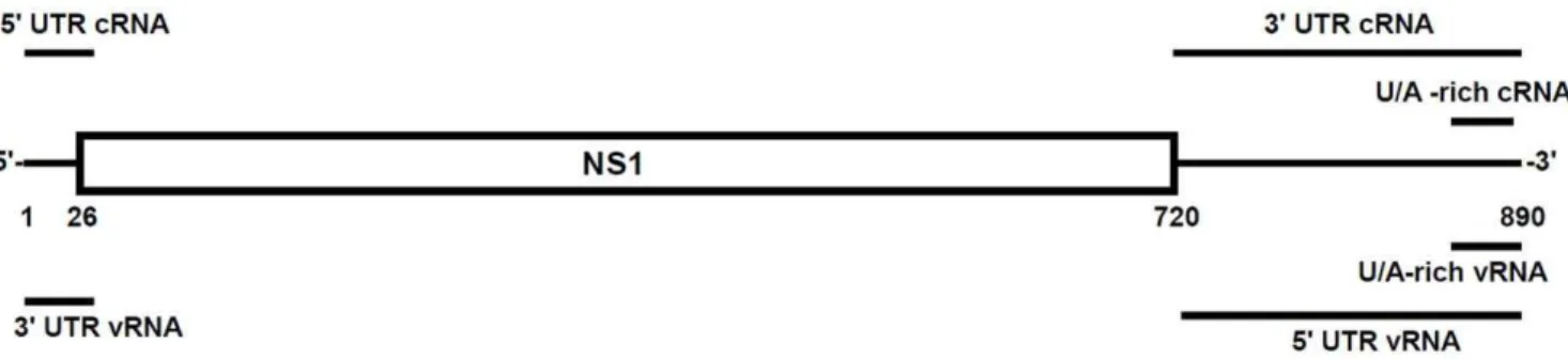 Figure 1. Schematic representation of RNAs used in this study. The influenza A virus segment 8 cRNA is shown with NS1 and NS2/NEP coding sequences boxed