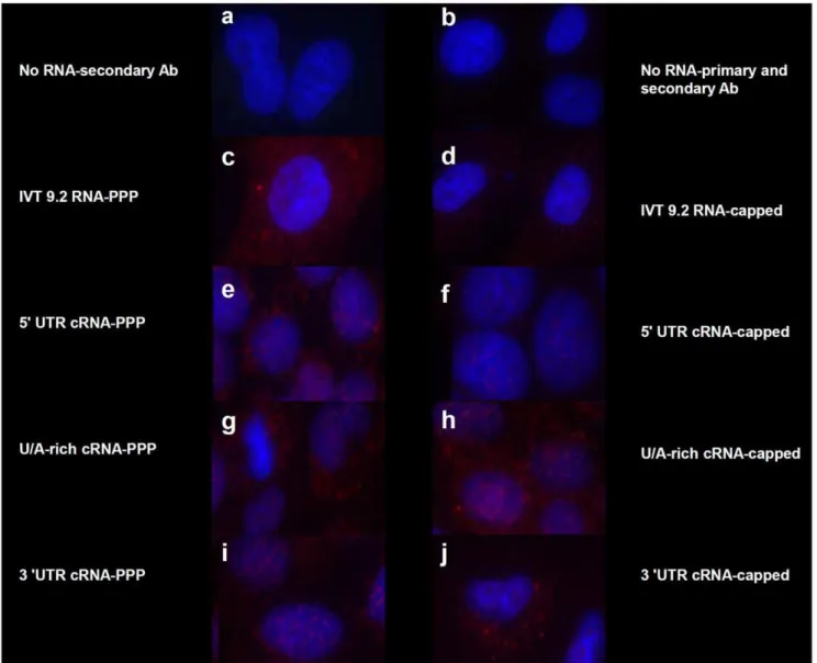 Figure 6. 5 9 PPP-independent activation of RIG-I. A549 cells were transfected with 1 mg of the indicated IVT RNAs as in Figure 2