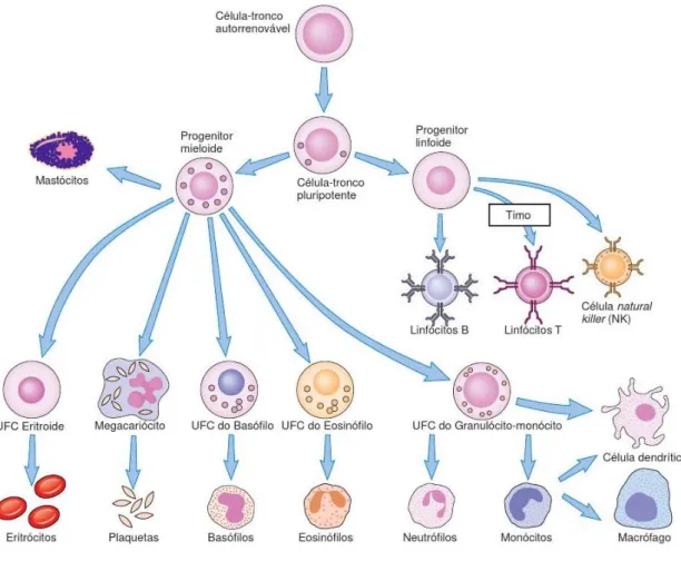 Figura 1 – Hematopoiese (adaptado de 2).  