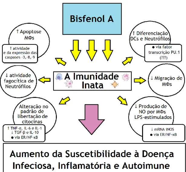 Figura 4 - Resumo do efeito do Bisfenol A na imunidade inata. 