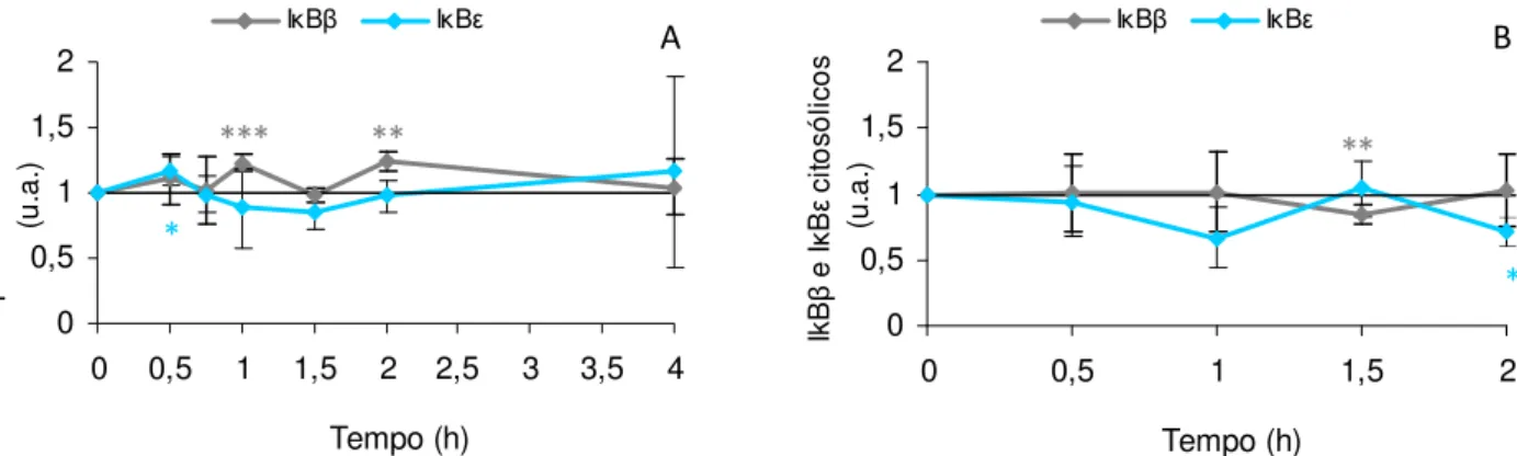 Figura 10 –  Variação dos níveis de IκBβ e de IκBε no citosol ao longo do tempo causada por  exposição das células HeLa e MCF-7 ao H 2 O 2  em s.s