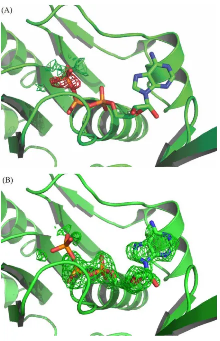 Fig 5. Omit maps (mF o -DF c ) at the ATP binding site: (A) Refinement with ATP at 100% occupancy; the negative electron density over the γ-phosphate indicates that it should not be at this full occupancy