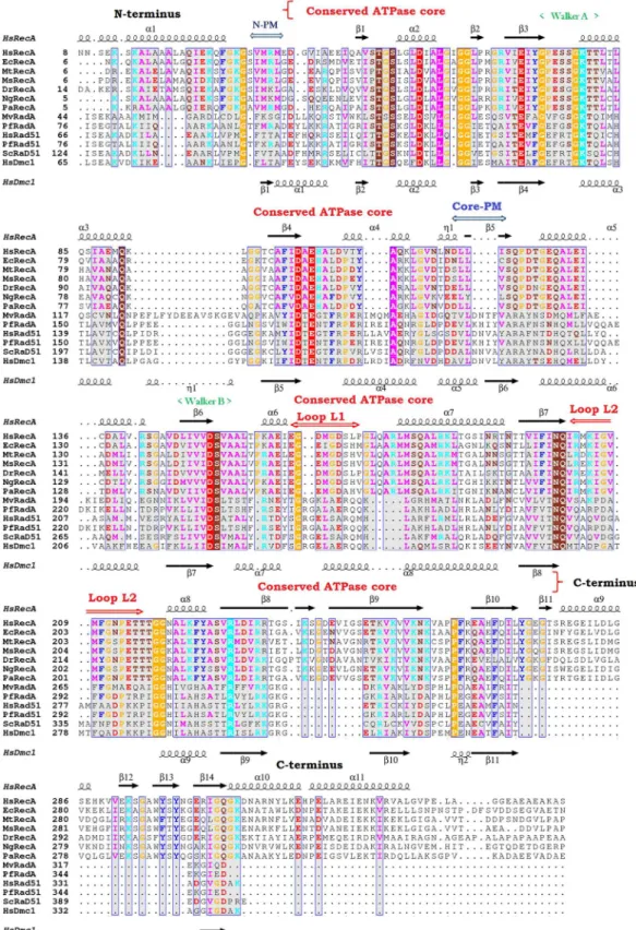 Fig 6. 3D structural and amino acid sequence alignment from H. seropedicae (HsRecA), E