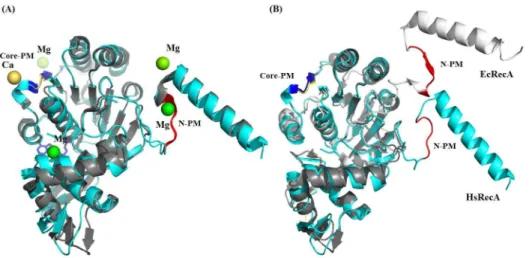 Fig 7. Superposition inactive and presynaptic monomers of EcRecA protein over the inactive HsRecA monomer