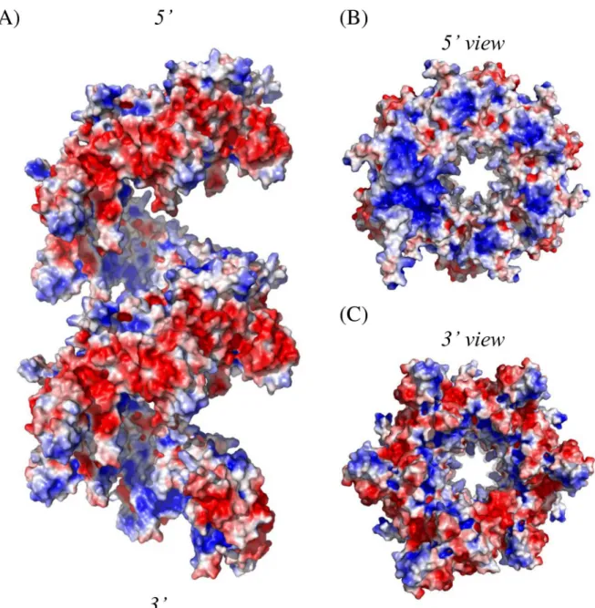 Fig 8. Electrostatic potential distribution on the solvent-accessible surface of HsRecA protein structure