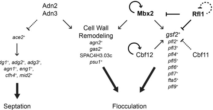 Figure 8. Regulation of flocculation by Adn2 and Adn3 is dependent on gsf2 + and cell wall–remodeling genes