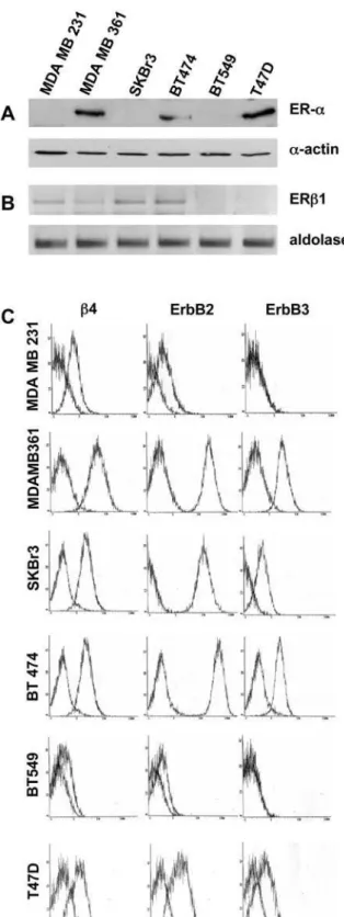 Figure 1. Expression of b4, ErbB-2, ErbB-3 and ERa and b1 receptors in mammary tumor cell lines
