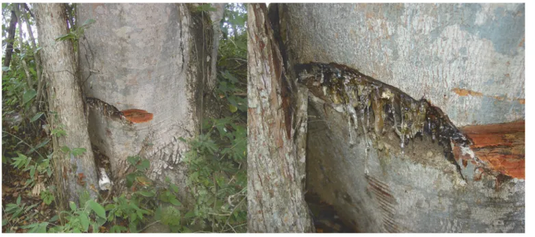 Fig 7. Hymenaea courbaril with resin production in Vallaflores, Chiapas, Mexico.