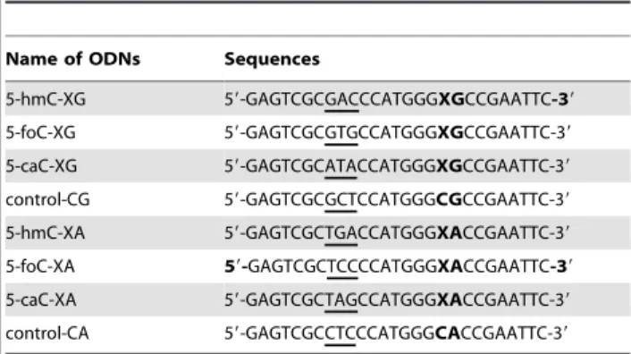 Table 1. The sequences of the 27mer cytosine derivative- derivative-containing and the control ODNs used for replication studies.