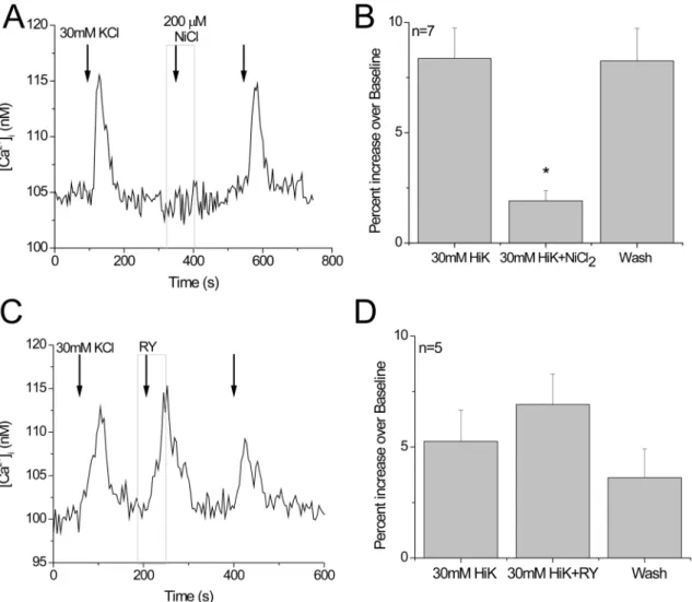 Figure 4. Ryanodine receptors are always found in the Type III taste cells that express L type voltage-gated calcium channels