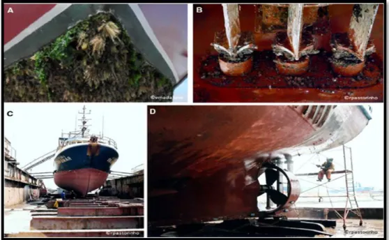 Figura 3. Imagens representativas de aplicação de tintas antivegetativas nas incrustações dos  cascos dos barcos (in  (28)  ).