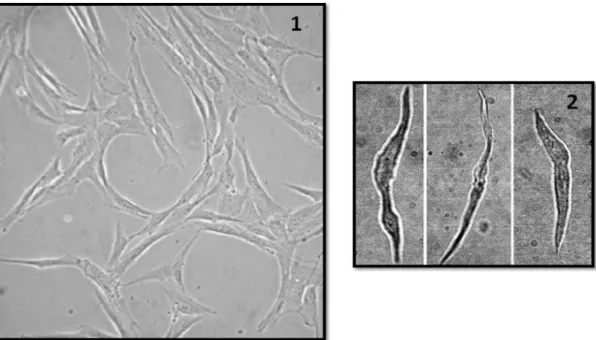 Figura 7. Imagens de culturas de células do músculo liso da artéria umbilical humana  (adaptado de  (59) )