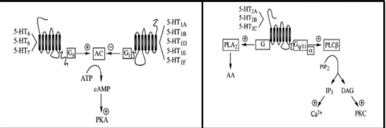 Figura 10. Classificação dos recetores acoplados a proteína G do sistema serotoninérgico  (adaptado in  (89) )