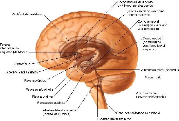 Figura  1  –  Vista  lateral  esquerda  do  sistema  ventricular  do  encéfalo.  O  sistema  ventricular  é  constituído por quatro ventrículos: dois ventrículos laterais, o terceiro ventrículo e o quatro ventrículo