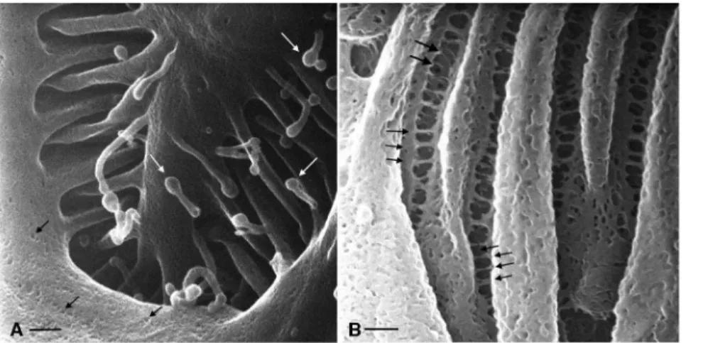 Figure 2. High magnification imaging of glomerular structures. (A) Detail of a glomerular podocyte showing a secondary projection and interdigitating foot processes (GA-fixation, extended methanol freeze-substitution dehydration protocol)