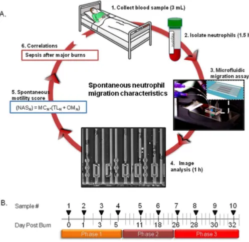 Fig. 1. Measuring neutrophil migration in burn patients during sepsis. (A) Overview of the protocol using microfluidic devices to measure neutrophil migration in patients with major burns