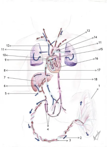 Figura 1 – Circulação Fetal 