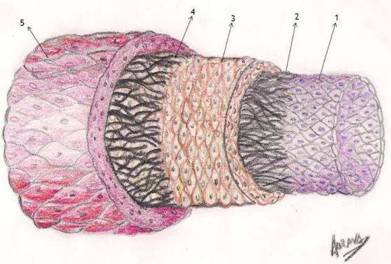 Figura 2- Estrutura Geral das artérias. 