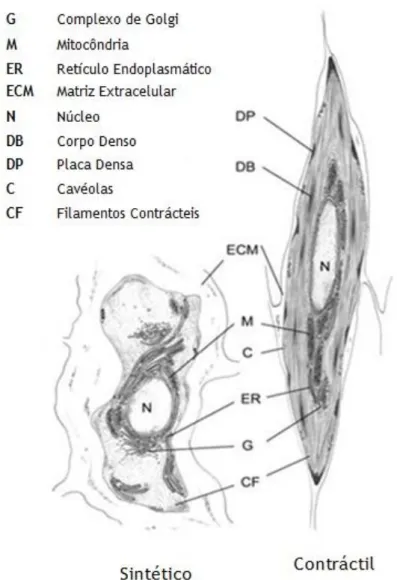 Figura 4 - Características ultraestruturais das células do músculo liso (Adaptado (Rensen et al., 2007))
