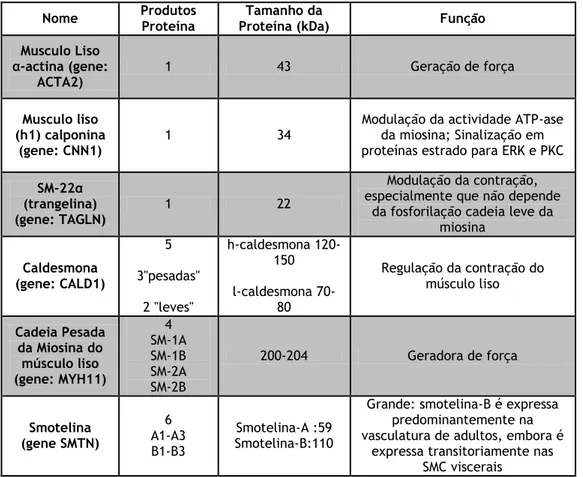 Tabela 1 – Proteínas do fenótipo contráctil (Beamish et al., 2010). 