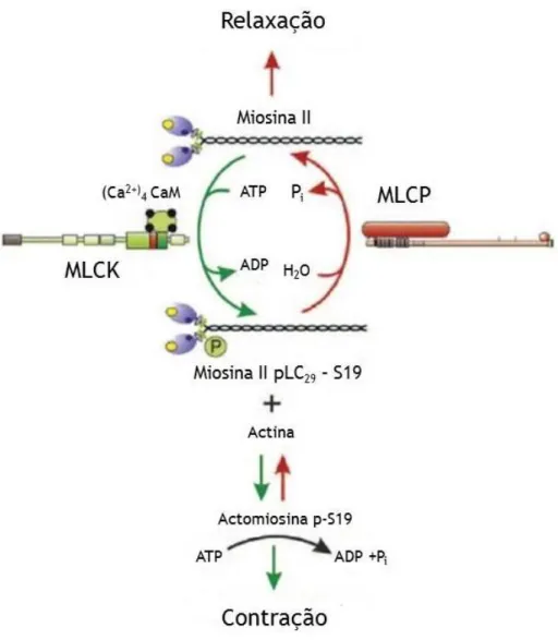 Figura 5 - Regulação da contração do músculo liso através da fosforilação-desfosforilação reversível da  cadeira leve regulatória da miosina II (LC20)