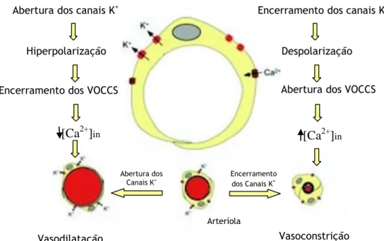 Figura  8  -  Canais  de  potássio  regulam  o  tonus  do  músculo  liso  afetando  o  potencial  de  membrana