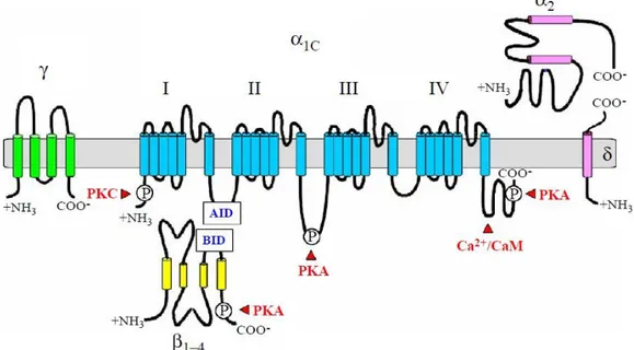 Figura 9 - Topologia proposta para o canal de cálcio tipo L (LTCC) (Sonkusare et al., 2006)