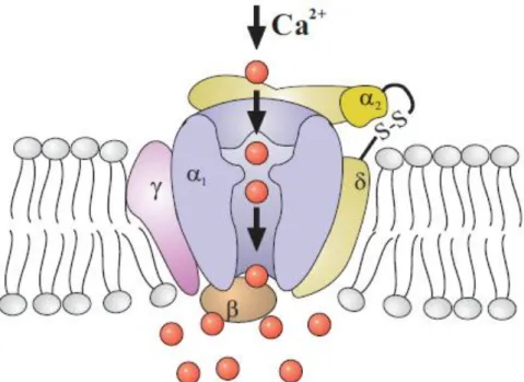 Figura 10 - Esquema hipotético da estrutura geral dos VOCC. A subunidade principal α1 é uma proteína  transmembranar que contém o poro do canal, através do qual os iões de cálcio passam, uma vez aberto