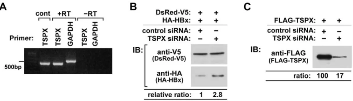 Figure 3. TSPX mediates HBx degradation through ubiquitin- ubiquitin-proteasome pathway
