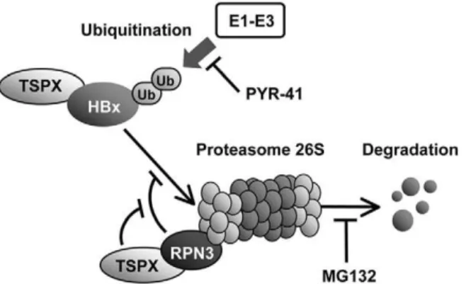 Figure 5. A model illustrating the potential roles of TSPX and RPN3 as regulators of ubiquitin-proteasome dependent HBx degradation